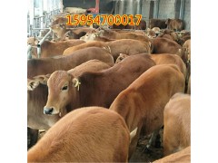 小牛犢活體價格三元雜交牛苗價格魯西黃公牛犢 肉牛犢活牛