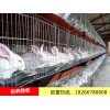 河南肉兔種兔養(yǎng)殖場