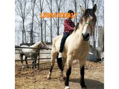 馬活體2018出售騎乘馬價(jià)格多少錢(qián)一匹矮馬養(yǎng)殖寵物馬幼馬駒