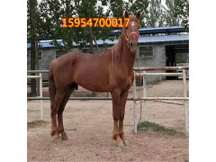 出售訓好的活體騎乘馬價格 蒙古馬多少錢一匹蒙古馬伊犁馬小矮馬