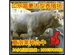 現(xiàn)代養(yǎng)牛