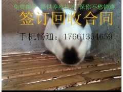 肉兔種苗價格(獺兔)苗種