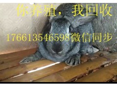 家庭散養(yǎng)兔子和籠養(yǎng)的肉兔價(jià)格