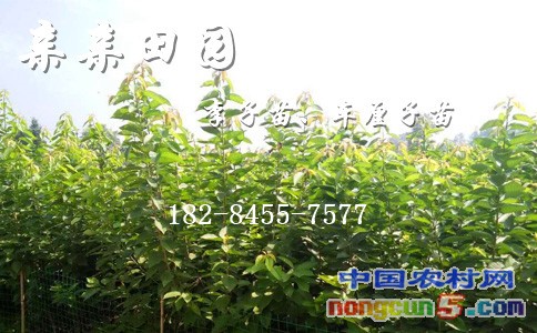 F37_副本