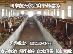 魯西黃牛養(yǎng)殖場養(yǎng)牛場