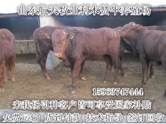 魯西黃牛養(yǎng)殖場種公牛價(jià)格
