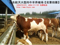魯西黃牛養(yǎng)殖場小母牛價格