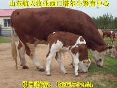 黃牛養(yǎng)殖場小公牛價格