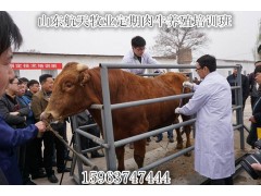 魯西黃牛養(yǎng)殖場牛犢價格