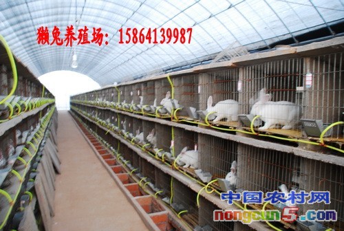 129502041_conew1