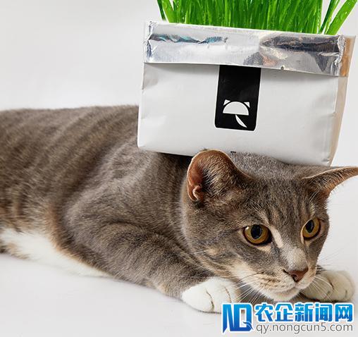 猫狗也能活得那么high，美女海归拿下千万元融资-天下网商-赋能网商，成就网商