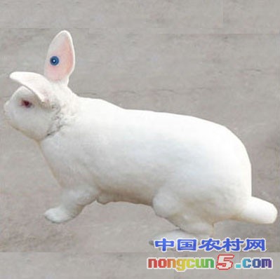 獺兔耳號(hào)