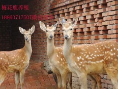 梅花鹿的養(yǎng)殖前景怎么樣