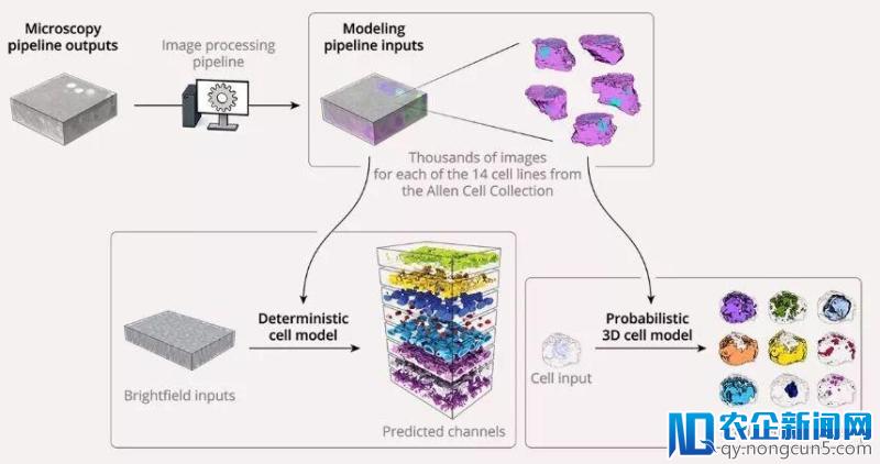 AI首次生成完整细胞3D模型，有望为癌症患者提供定制的治疗方案