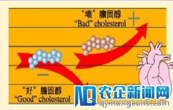 世卫组织要在全球停用人造反式脂肪，这是怎么回事？