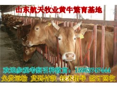 湖南省育肥牛養(yǎng)殖場