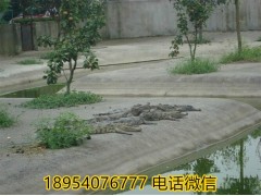 上海市鱷魚養(yǎng)殖市場調(diào)研鱷魚養(yǎng)殖場