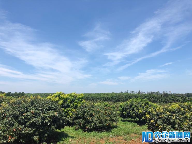 1.5亿斤火山荔枝长满海南岛，要过海北上-天下网商-赋能网商，成就网商