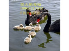 興安哪里出售黑天鵝觀賞黑天鵝多少錢一對