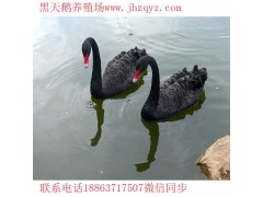 營(yíng)口哪里出售黑天鵝養(yǎng)殖黑天鵝怎么樣