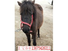 血統(tǒng)矮馬漢血寶馬多錢(qián)