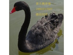 景德鎮(zhèn)哪里出售黑天鵝黑天鵝種苗多少錢