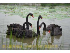 鷹潭哪里有黑天鵝賣黑天鵝養(yǎng)殖技術(shù)