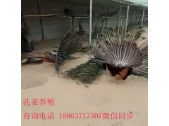 贛州哪里出售黑天鵝養(yǎng)殖黑天鵝怎么樣
