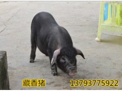 湖南省藏香豬養(yǎng)殖基地小豬苗價格