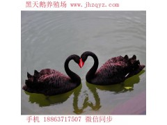 果洛哪里有黑天鵝賣成年黑天鵝多少錢一對(duì)