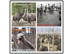 懷化鴕鳥養(yǎng)殖基地，鴕鳥苗多少錢一組