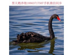 衢州養(yǎng)殖鴕鳥好銷售嗎，2018鴕鳥苗多少錢一只