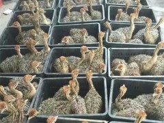臨夏養(yǎng)殖鴕鳥怎么樣，一只鴕鳥苗多少錢