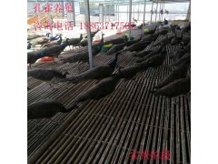 牡丹江鴕鳥養(yǎng)殖銷售到哪里，一只鴕鳥苗多少錢一只