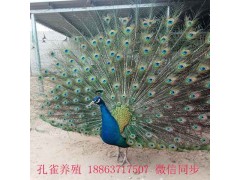 黔東南養(yǎng)殖鴕鳥好銷售嗎，鴕鳥苗多少錢一個(gè)月