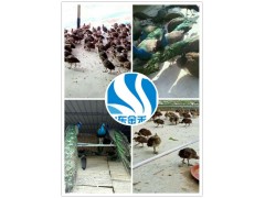 鄭州非洲鴕鳥養(yǎng)殖，鴕鳥苗多少錢一只合適