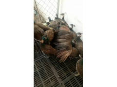 西雙版納可以養(yǎng)鴕鳥嗎？，鴕鳥苗多少錢一公一母