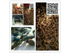 湘西養(yǎng)殖鴕鳥好銷售嗎，河北鴕鳥苗多少錢一只
