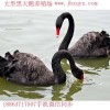 梅州鴕鳥(niǎo)養(yǎng)殖場(chǎng)，鴕鳥(niǎo)苗多少錢(qián)一對(duì)