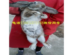 宠物兔什么品种好养殖