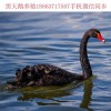 德宏哪里有鴕鳥(niǎo)養(yǎng)殖場(chǎng)，鴕鳥(niǎo)苗多少錢(qián)一公一母