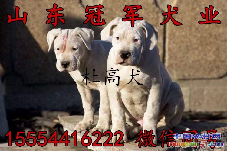 杜高