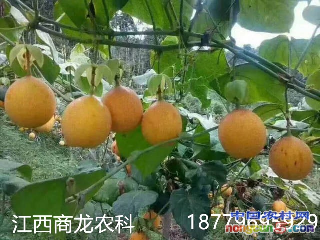 百香果