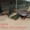 云浮鴕鳥養(yǎng)殖場，非洲鴕鳥苗多少錢一只