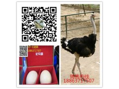 信陽非洲鴕鳥養(yǎng)殖,鴕鳥苗多少錢一公一母