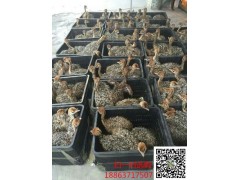 海西非洲鴕鳥養(yǎng)殖，8斤重鴕鳥苗多少錢一只