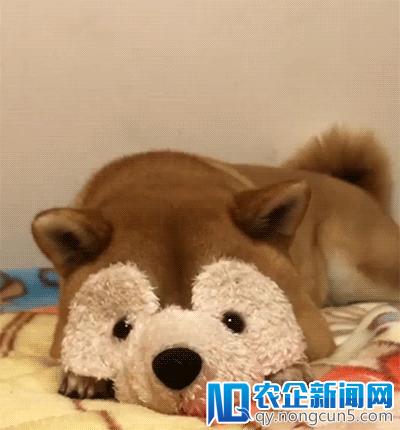 「猴脸识别」了解一下，这是派来救猴子的救兵