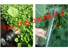 太原嫁接黃瓜苗 黃瓜苗種苗廠廠址