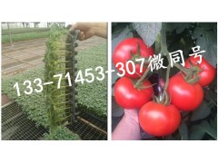 周口抗病毒西紅柿苗種苗廠