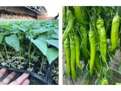 慶陽嫁接黃瓜苗 德瑞特苗育苗基地